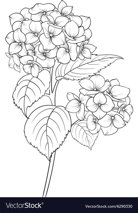 We did not find results for: Blooming flower hydrangea on white background. Mop head ...