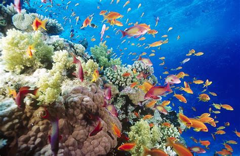 Hd Wallpaper Coral Reef Southern Red Sea Near Safaga Egypt Coral