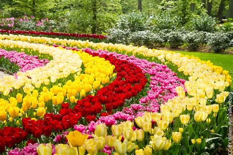 Keukenhof El Jardín Más Grande De Holanda Se Llena De Color Con El Florecimiento Con 7 Millones