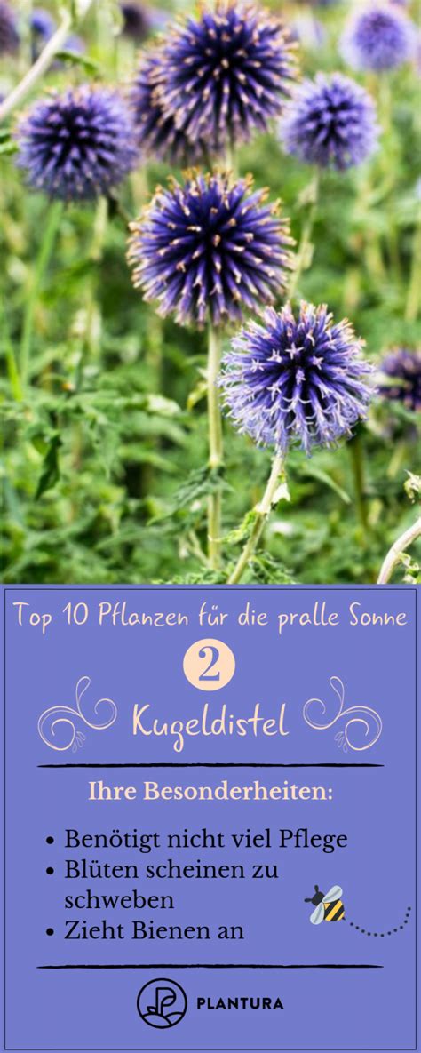 ☂【leicht zu reinigen und zu lagern】 reinigen, einfach den schlauch mit wasser anziehen und dann in der sonne trocknen. Pflanzen Für Die Pralle Sonne Die Top 10 Für Garten Balkon ...