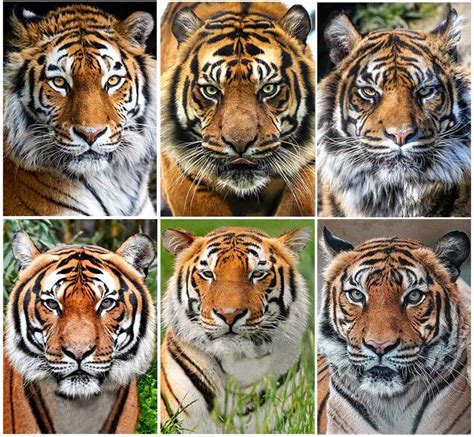 Tipos De Tigres Especies Y Clases En El Mundo EcoDiversidad