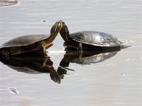 Turtles Kissing May 22 2020 By Ken Groezinger Sunrise