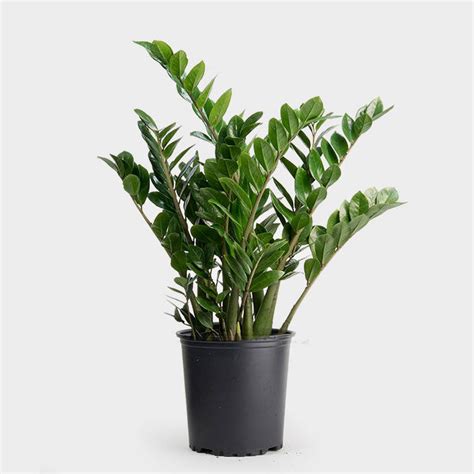 Greenery Unlimited How To Care For The Zz Plant