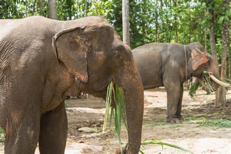 Elefante Come Hierba En El Zoológico Foto Premium