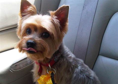 Yorkie Haircuts For Males And Females 60 Pictures Yorkielife
