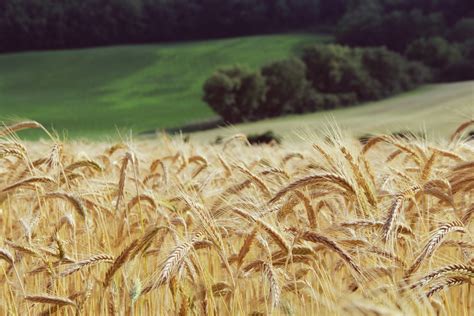 Free Images Field Barley Wheat Crop Soil Agriculture Cereal