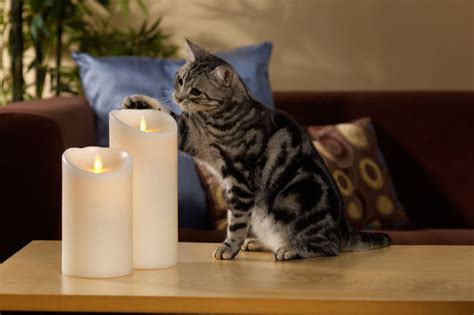 We'll review the issue and make a decision about a partial or a full refund. Are Scented Candle Fumes Toxic to Cats? - The Purrington Post