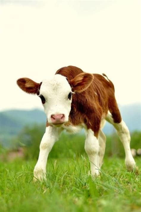 Omg~ I Sooo Want A Cow Cutest Paw Baby Cows Animals Animals