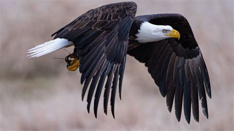 3840x2160 4k Bald Eagle 4k Hd 4k Wallpapers Images Backgrounds