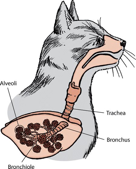 Introduction To Lung And Airway Disorders Of Cats Cat Owners Merck