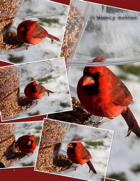 Maybe you would like to learn more about one of these? Cardinals feeding in the backyard | Bird feeders, Backyard ...