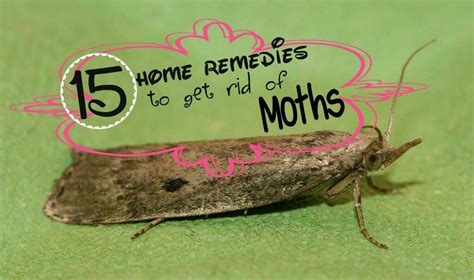 How To Get Rid Of Miller Moths Apartments And Houses For Rent