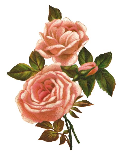 Antique Images Pink Rose Stock Image Vintage Shabby