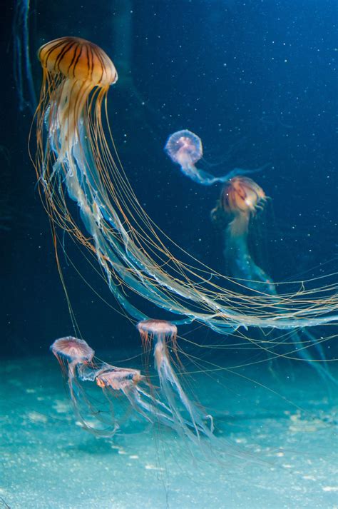 Jellyfish Underwater Underwater World Jellyfish Underwater Life Ocean