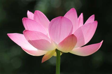 Closeup Of Lotus Flower Head Stock Photo Download Image Now Istock