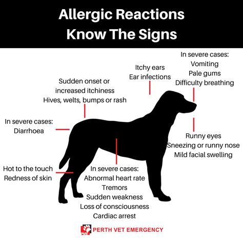 Allergic Reaction In Dogs Our Blog Perth Vet Emergency