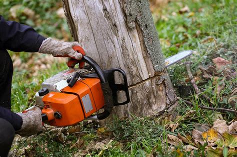 Tree Removal Service Tree Removal Forest Hill Forestry