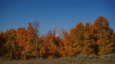 Download Wallpaper 2560x1440 Mountain Trees Autumn Landscape