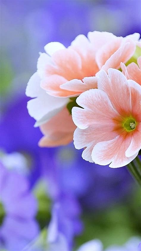 Incredible Collection Of 999 Beautiful Flower Images Wallpapers In Full 4k