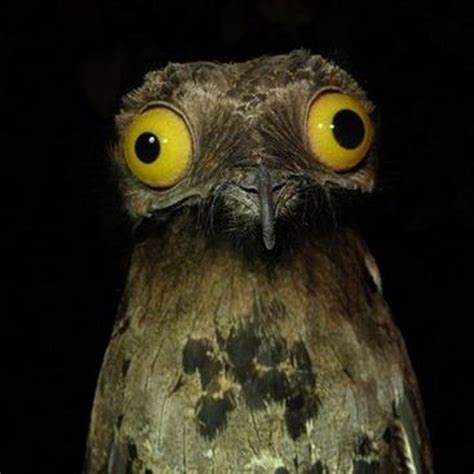 Funniest Looking Animals In The World