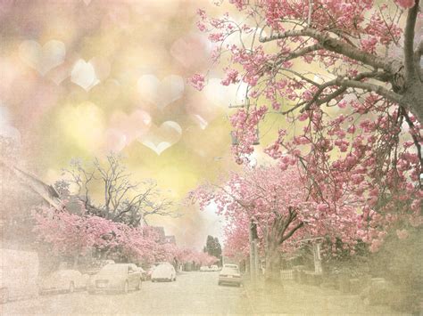 Wallpaper Sunlight Painting Sky Branch Morning Blossoms Cherry