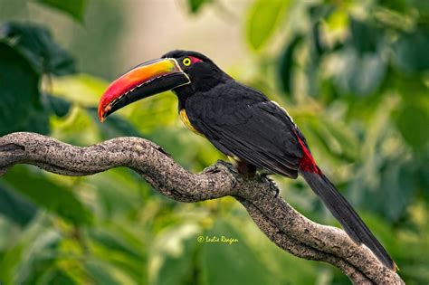 Fiery Billed Aracari Toucan Stops In On A Limb For A Moment To Grab