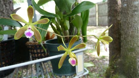 If you're having great success taking care of a cattleya orchid indoors, orchid experts say you're probably not going to break a sweat with encyclia. Hooray! Plants!: Encyclia Care & Some Blooming Encyclia ...