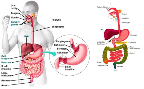 Start studying anatomy muscle system labeling. Human Digestive System Diagrams