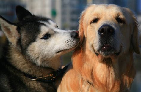 Many dog lovers would be happy to add a golden retriever to their family, and the only thing standing in the way of that is cost. How Much Does It Cost to Own a Dog (Updated in 2021 ...