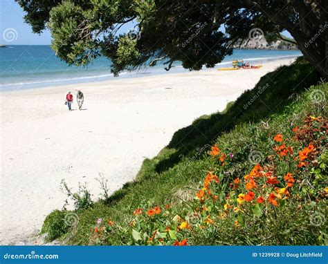 Spiaggia Nuova Zelanda Di Hahei Fotografia Stock Immagine Di Acqua