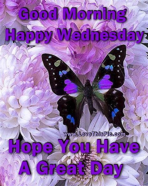 Good Morning Happy Wednesday Hope You Have A Great Day Pictures Photos