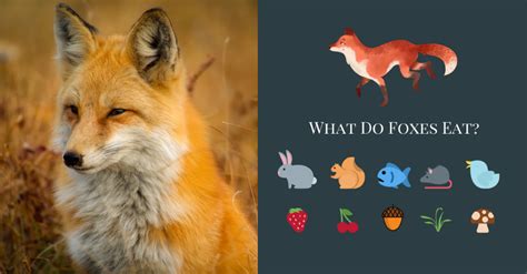 What A Fox Eats The Complete Guide All Things Foxes Fox Eat Pet