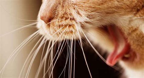 Cat Lip Sores Home Remedy Kera Springer