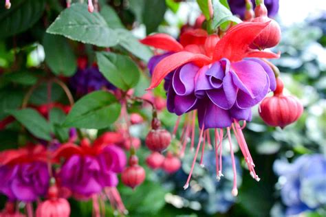 11 Best Flowers For Hanging Baskets