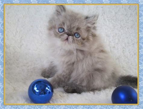 Beautiful himalayan & persian kittens in fairless hills, pa., cfa registered, close to phila. New Jersey Himalayan Kittens for sale
