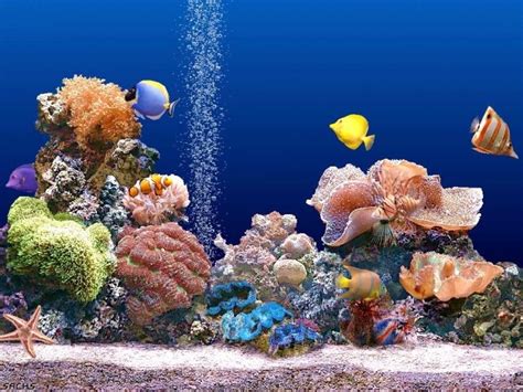 What Is The Importance Of The Magnificent Coral Reefs