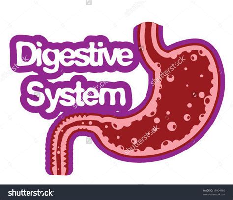 Digestive System Clipart And Look At Clip Art Images Clipartlook