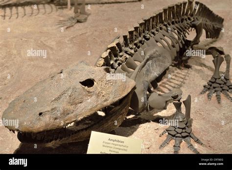 Fossil Skeleton Of An Amphibian Eryops Megacephalus Permian Age Stock