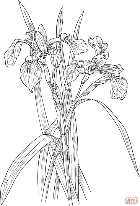 Printable Coloring Kids Blue Flower Coloring Page Bluebell