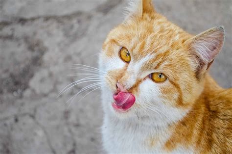 We have been using eye drops that flush debris from the eye, but it doesn't seem to be working. Why Do Cats Have A Third Eyelid? - Cattitude Daily