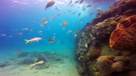 Wreck Diving Video Carlisle Bay Barbados Youtube