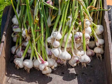 How To Grow Garlic Au