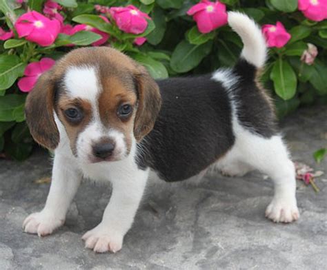 Beagles Puppies For Sale Beagle Puppy