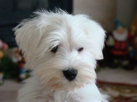 Maybe you would like to learn more about one of these? White Schnauzer, Schnauzer,Mini Schnauzer | White ...