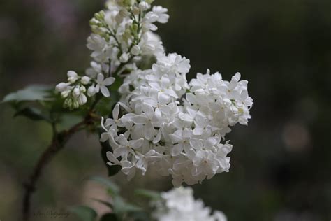 White Lilacs Syringa Vulgaris Angel White Descanso Hyb Flickr