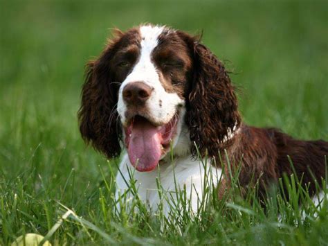 English Springer Spaniel Rehoming Pet Rehoming Network