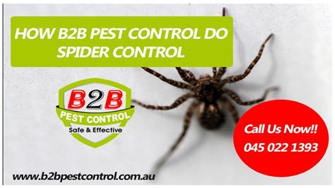 Spider Control Sydney Eliminate Spiders Pest From Your Hou Flickr