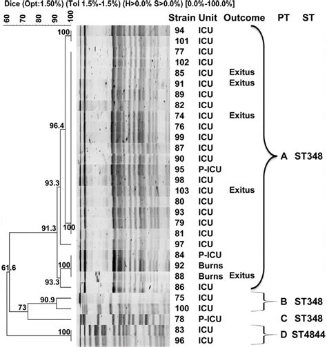 Published bylily simmons modified over 2 years ago. Pulsed-field gel electrophoresis (PFGE) dendrogram of New ...
