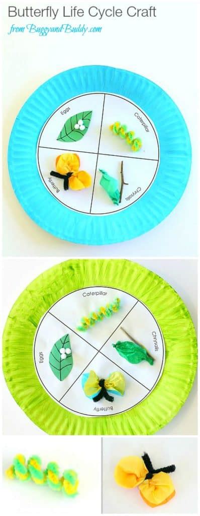 Butterfly Life Cycle Paper Plate Craft Buggy And Buddy
