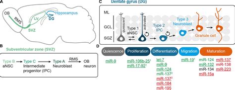 frontiers micrornas engage in complex circuits regulating adult neurogenesis